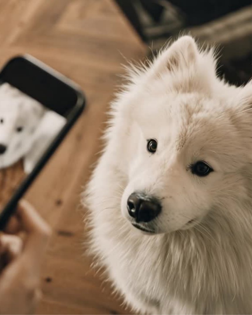 A dog looking up from the floor beside a phone